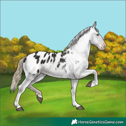 Horse Color:Liver Chestnut Tobiano Blanket