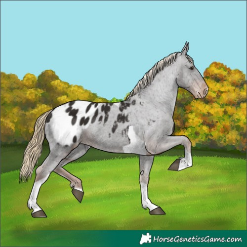 Horse Color:Liver Chestnut Tobiano Appaloosa 