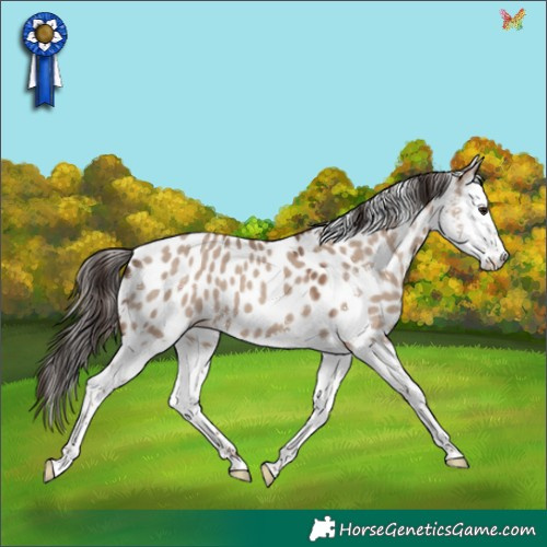 Horse Color:Classic Champagne Dun Sabino Splash Appaloosa 