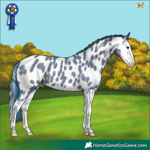 Horse Color:Watercolor Grullo Sabino Splash Appaloosa