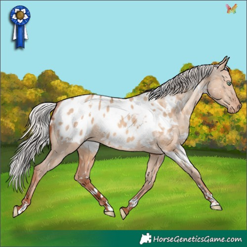 Horse Color:White Spotted Silver Sable Champagne Dun Appaloosa