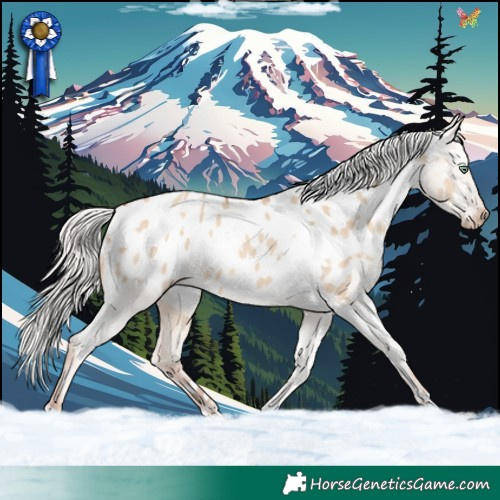 Horse Color:White Spotted Silver Sable Champagne Dun Appaloosa 