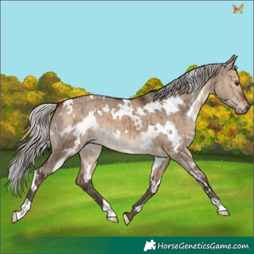 Horse Color:White Spotted Silver Brown Dun Brindle 