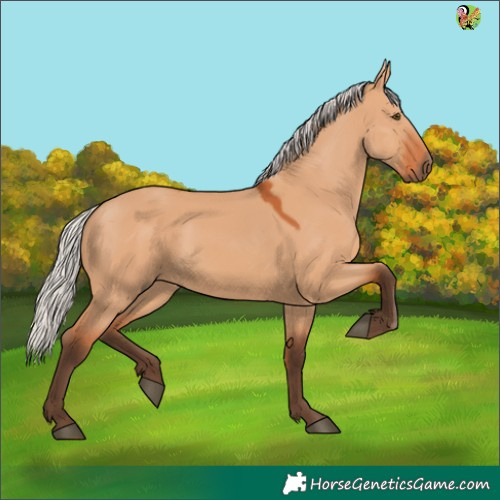 Horse Color:Silver Bay Dun 