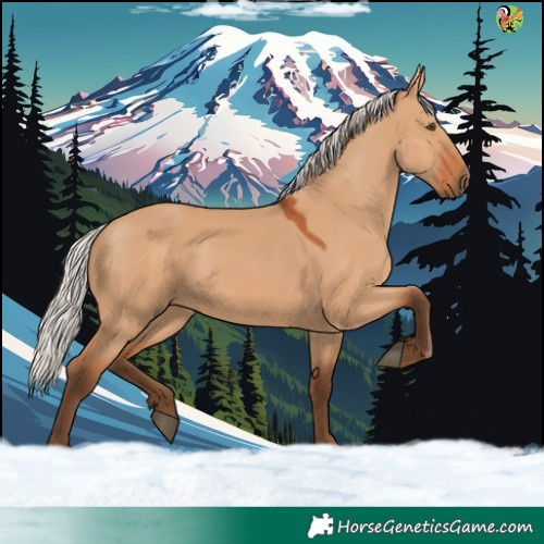 Horse Color:Silver Bay Dun 