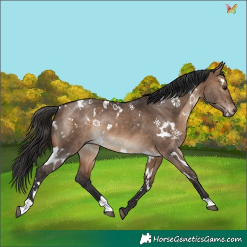 Horse Color:White Spotted Brown Dun Rabicano 