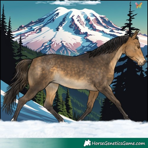 Horse Color:Buckskin 
