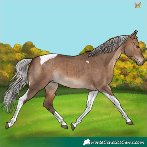 Horse Color:Silver Brown Dun Tobiano Brindle 