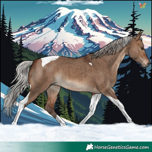 Horse Color:Silver Brown Dun Tobiano Brindle 