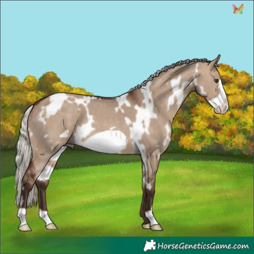 Horse Color:White Spotted Silver Brown Dun Frame 