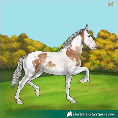 Horse Color:White Spotted Silver Bay Onyx Splash Tobiano 