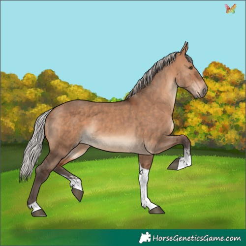 Horse Color:Silver Brown Dun Sabino Tobiano Rabicano 