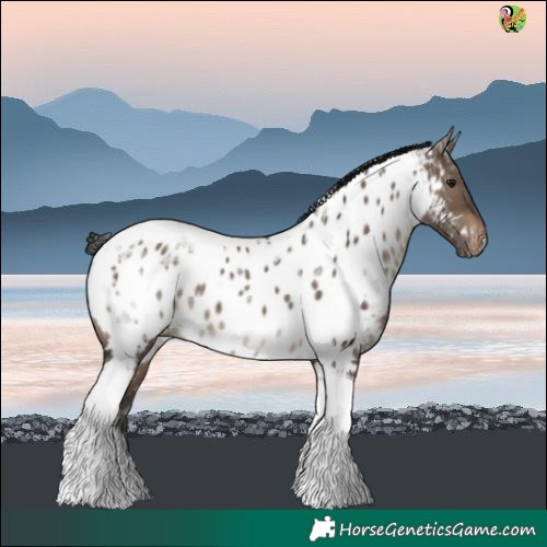Horse Color:Brown Dun Tobiano Near Leopard Rabicano 
