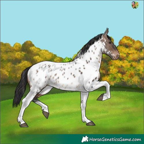 Horse Color:Brown Dun Tobiano Appaloosa Rabicano 