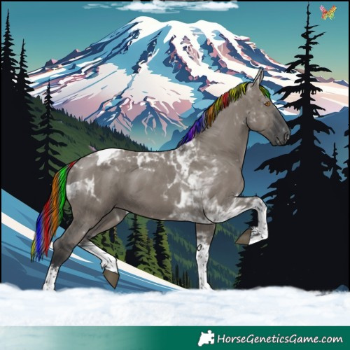 Horse Color:Painted White Spotted Grullo Tobiano 