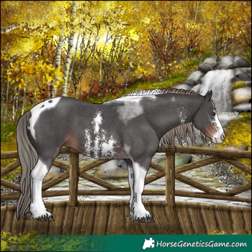 Horse Color:Liver Chestnut Sabino Tobiano 