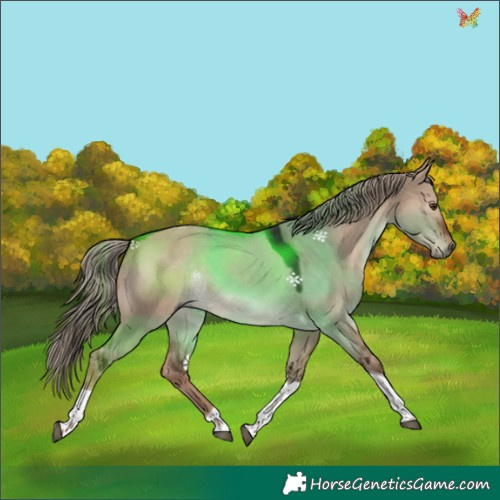 Horse Color:Liver Red Dun Tobiano 