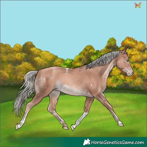 Horse Color:White Spotted Gold Champagne Mushroom Tobiano 