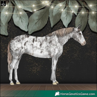 Horse Color:Liver Chestnut Sabino Splash  and Liver Chestnut Sabino Splash Frame Appaloosa 