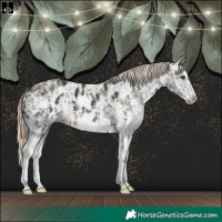 Horse Color:Liver Chestnut Sabino Splash  and Liver Chestnut Sabino Splash Frame Appaloosa 