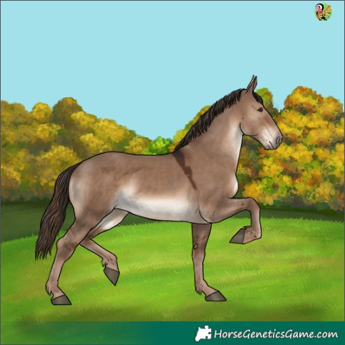 Horse Color:Liver Red Dun 