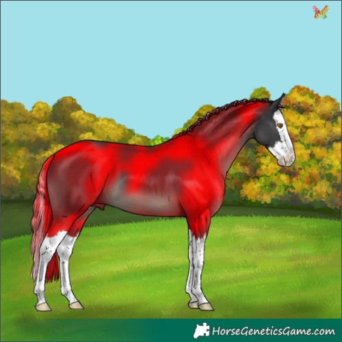 Horse Color:Black Splash 