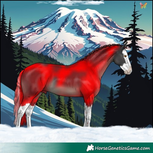 Horse Color:Black Splash 