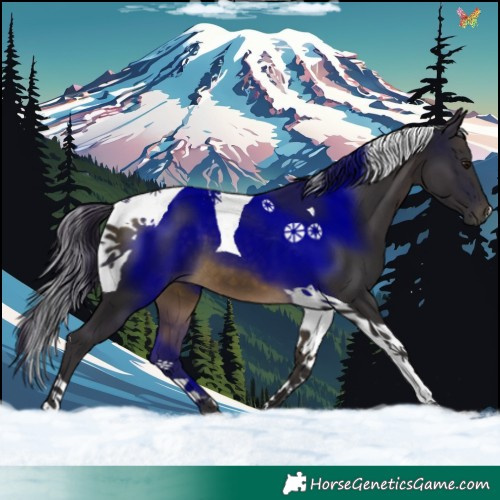 Horse Color:Buckskin Tobiano 