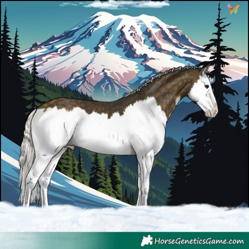 Horse Color:Silver Buckskin Splash 