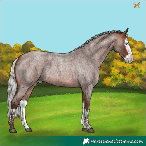 Horse Color:Silver Brown Roan Splash 