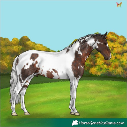 Horse Color:White Spotted Silver Brown Tobiano Rabicano 
