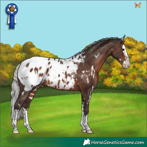 Horse Color:White Spotted Silver Brown Splash Appaloosa Rabicano