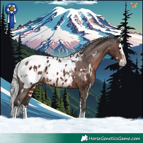 Horse Color:White Spotted Silver Brown Splash Blanket Rabicano 