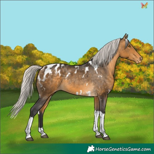 Horse Color:White Spotted Silver Buckskin Tobiano Appaloosa 