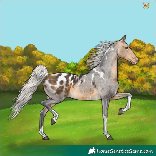 Horse Color:White Spotted Silver Buckskin Tobiano Blanket 
