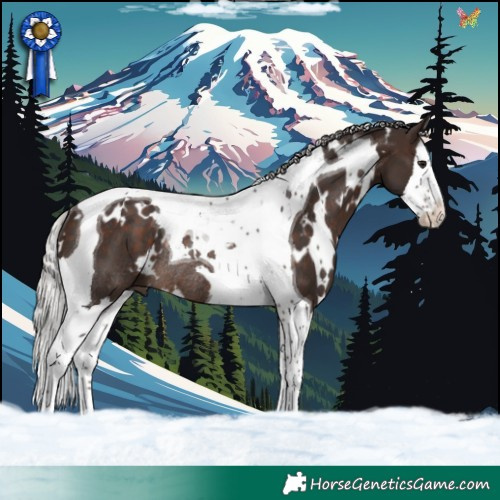 Horse Color:White Spotted Silver Brown Splash Tobiano Rabicano 