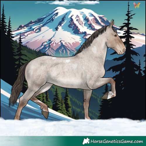 Horse Color:Liver Red Dun Roan Appaloosa Rabicano 