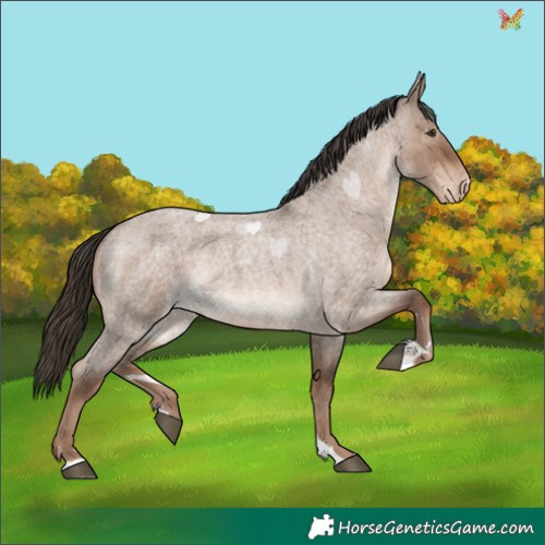 Horse Color:Liver Red Dun Roan Appaloosa Rabicano 
