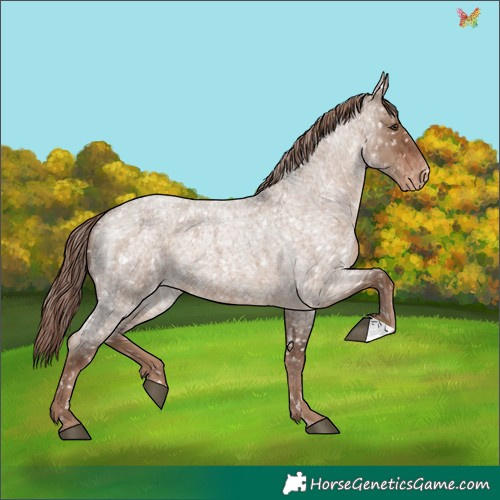 Horse Color:Liver Red Dun Roan Appaloosa