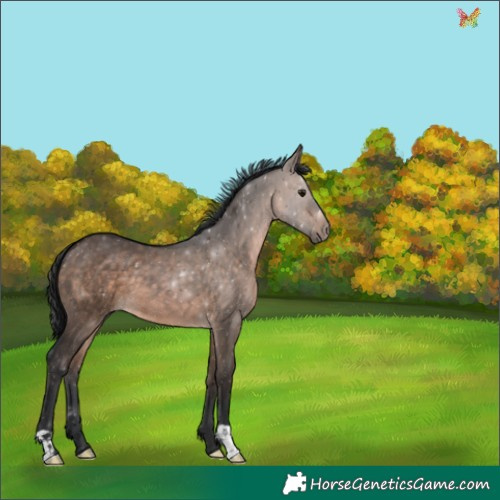 Horse Color:Brown Dun 