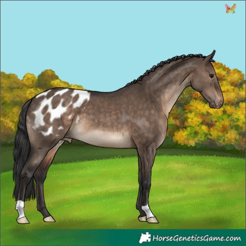 Horse Color:Brown Dun Appaloosa 