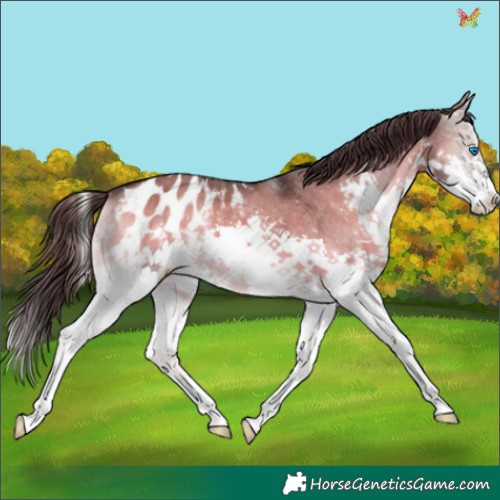 Horse Color:Brown Onyx Splash Appaloosa 