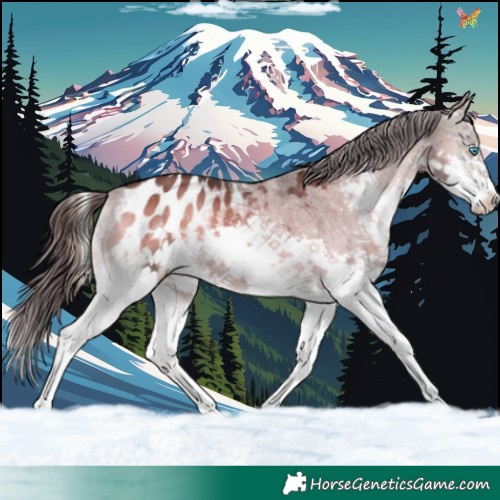 Horse Color:Brown Onyx Splash Appaloosa 