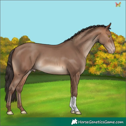 Horse Color:Sable Champagne 
