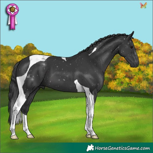 Horse Color:Black Tobiano 