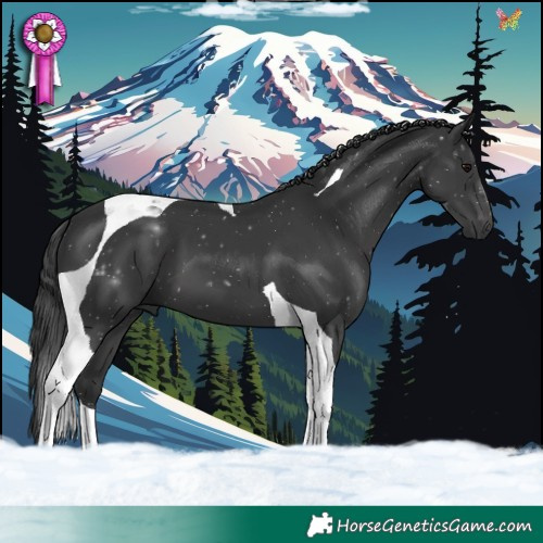 Horse Color:Black Tobiano 