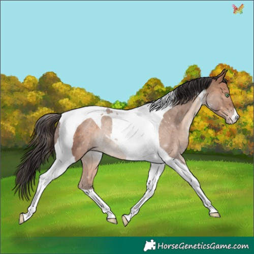 Horse Color:Sable Champagne Tobiano Rabicano 