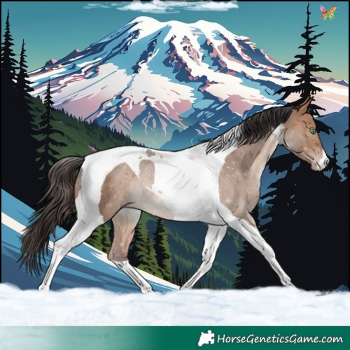 Horse Color:Sable Champagne Tobiano Rabicano 