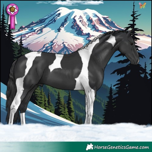 Horse Color:Black Tobiano 