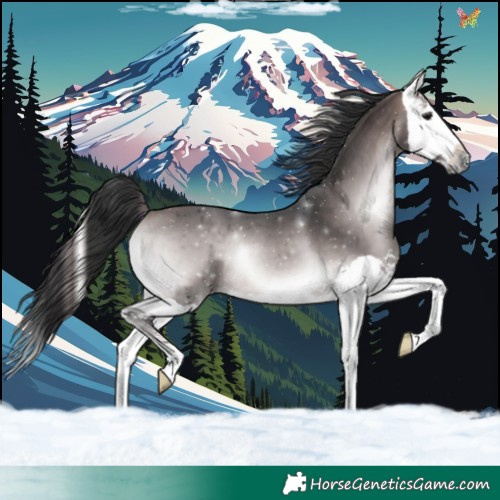 Horse Color:Platinum Bay Onyx Splash 